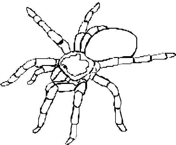 Spinnen 4