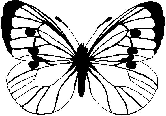 Schmetterlinge 5