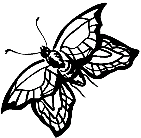 Schmetterlinge 12