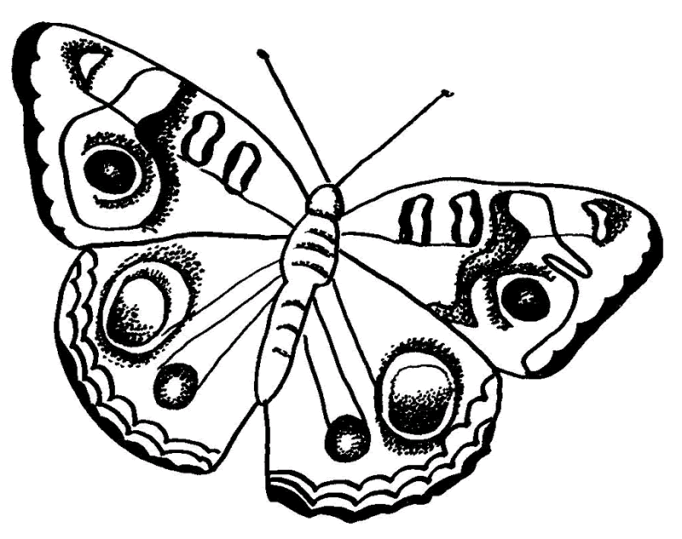Schmetterlinge 14