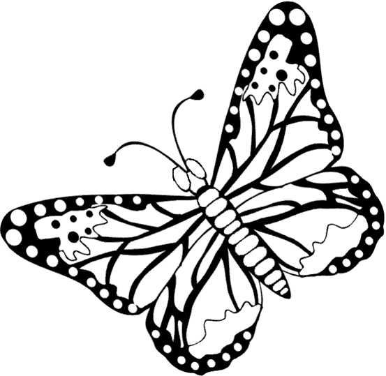 Schmetterlinge 17