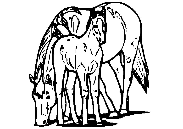 Pferde 31