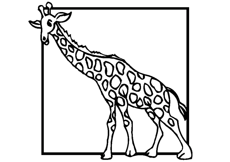Giraffen 7