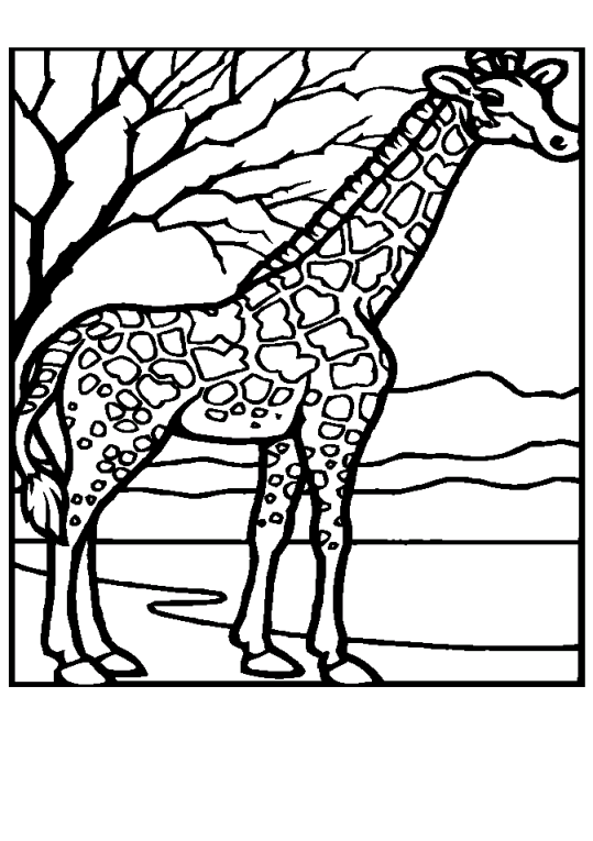 Giraffen 11