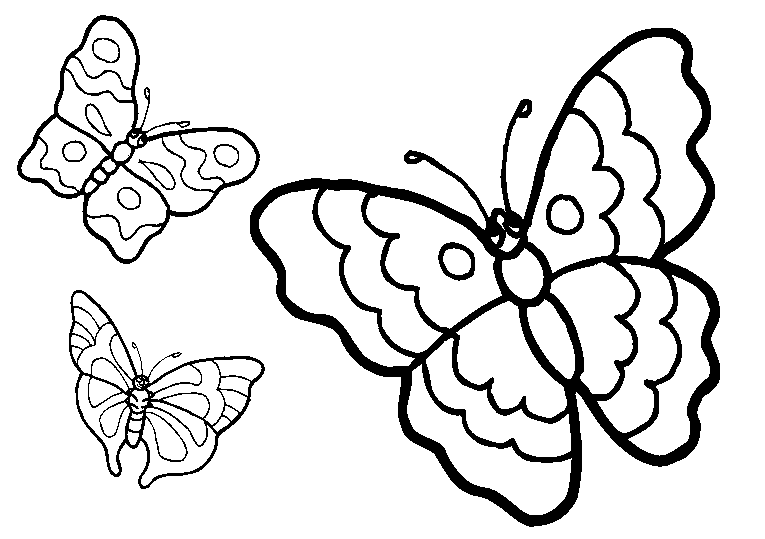 Schmetterlinge 18