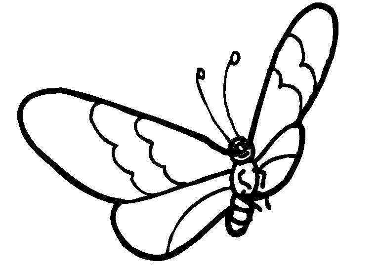 Schmetterlinge 20