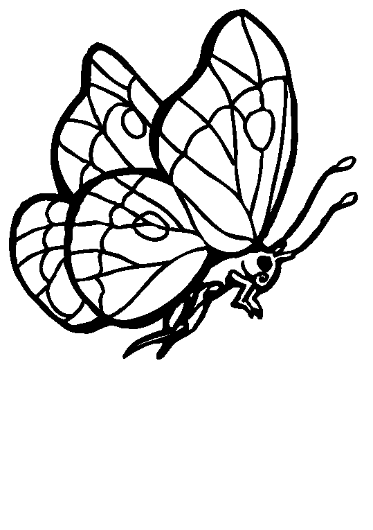 Schmetterlinge 28