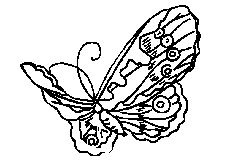 Schmetterlinge 31