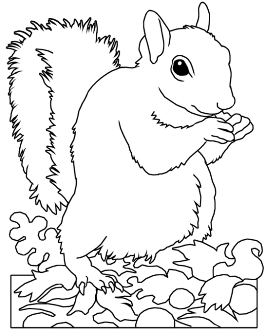 Eichhörnchen 7