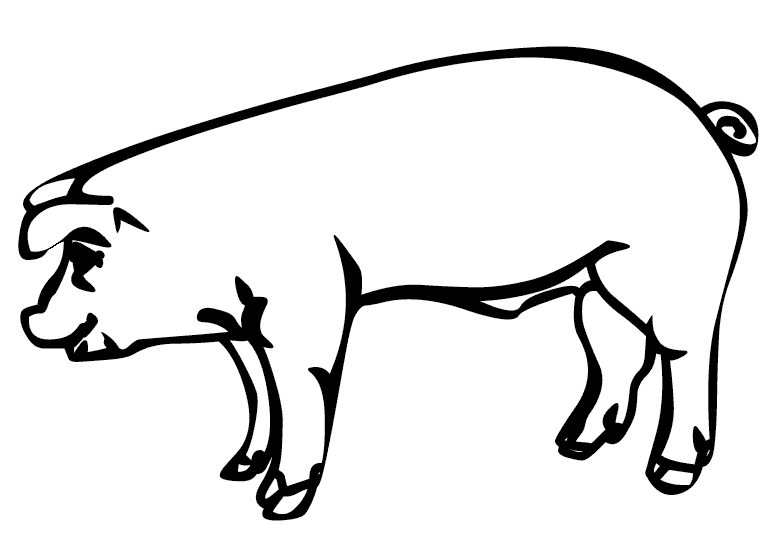 Schweine 13