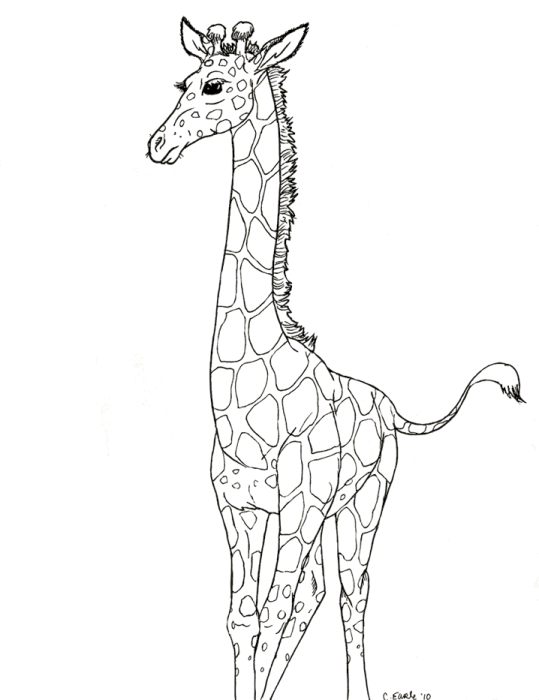 Giraffen 14