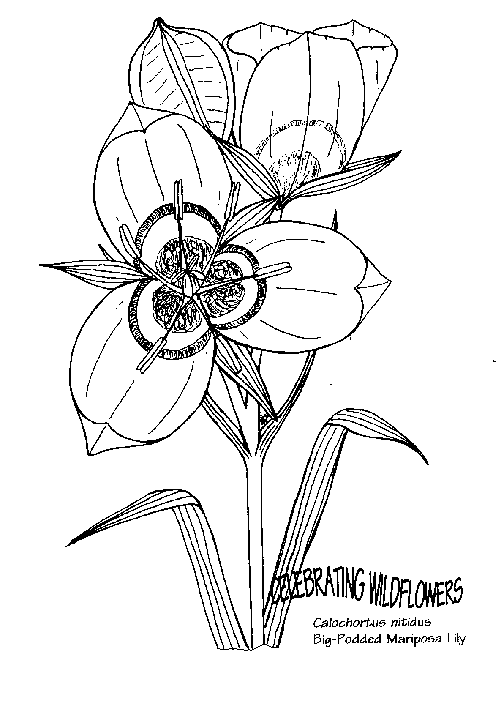 Blumen 35