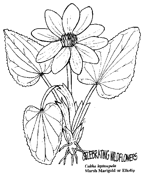 Blumen 36
