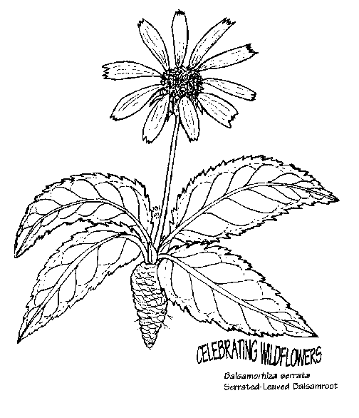 Blumen 39