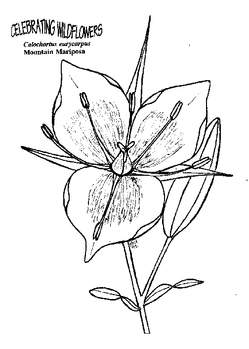 Blumen 40