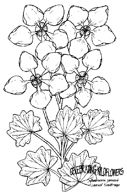 Blumen 41