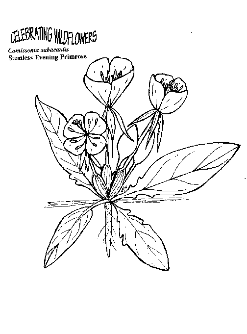 Blumen 43