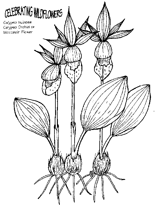 Blumen 44
