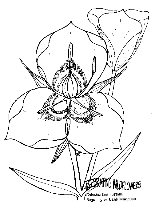 Blumen 49