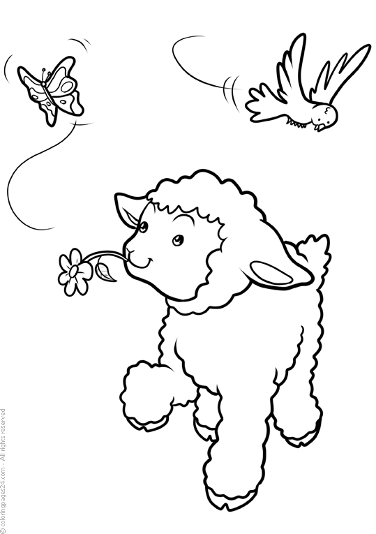 Schafe 7
