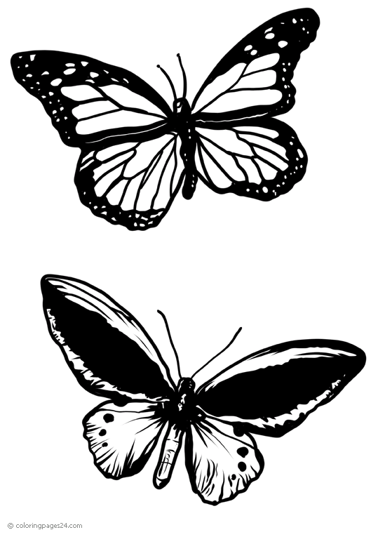 Schmetterlinge 35
