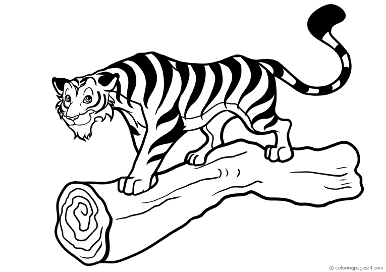 Tiger 6