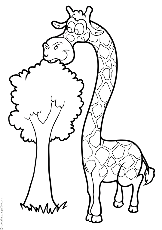 Giraffen 19
