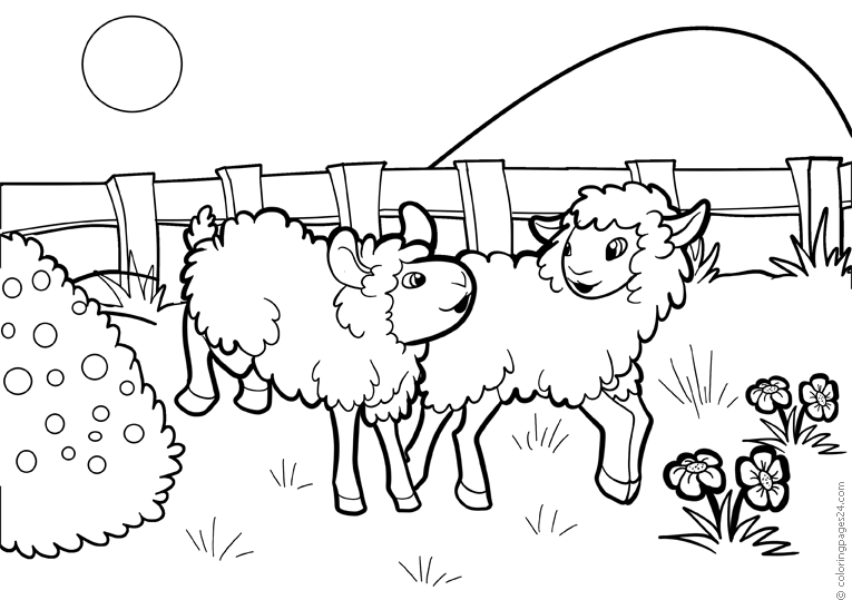 Schafe 16