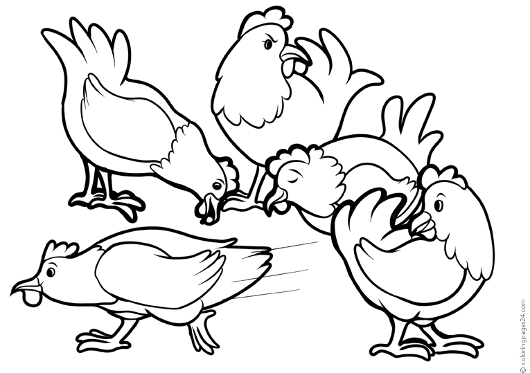 Hühner & Hähne 12