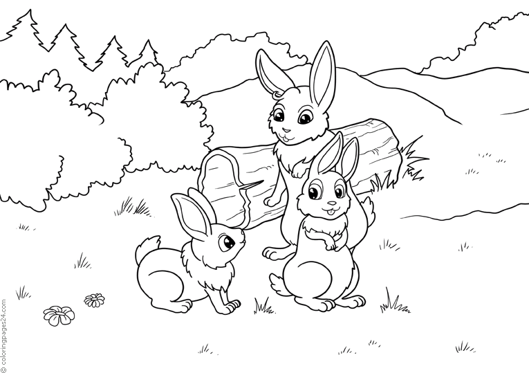 Kaninchen 17