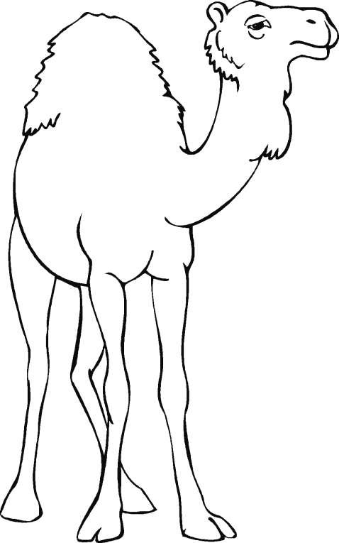 Kamele 1