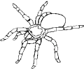 Spinnen - 4