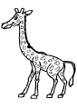 Giraffen - 12